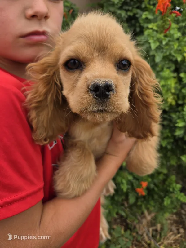 AKC Katelyn's Darker Buff Girl – Cocker Spaniel puppy for sale in Casa Grande, AZ