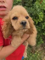 AKC Katelyn's Darker Buff Girl, a female Cocker Spaniel for sale in Casa Grande, AZ – Photo 3 of 9
