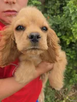 AKC Katelyn's Darker Buff Girl, a female Cocker Spaniel for sale in Casa Grande, AZ – Photo 5 of 9