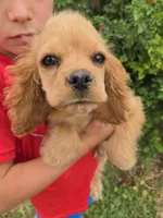AKC Katelyn's Darker Buff Girl, a female Cocker Spaniel for sale in Casa Grande, AZ – Photo 4 of 9