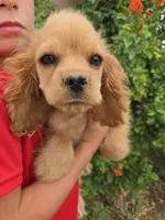 AKC Katelyn's Darker Buff Girl, a female Cocker Spaniel for sale in Casa Grande, AZ – Photo 2 of 9