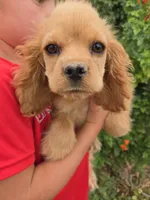 AKC Katelyn's Darker Buff Girl, a female Cocker Spaniel for sale in Casa Grande, AZ – Photo 6 of 9