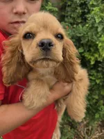 AKC Katelyn's Darker Buff Girl, a female Cocker Spaniel for sale in Casa Grande, AZ – Photo 8 of 9