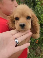 AKC Katelyn's Darker Buff Girl, a female Cocker Spaniel for sale in Casa Grande, AZ – Photo 1 of 9