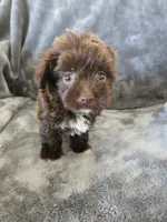 AKC Bisque's Brown Girl, White Paws, TEXT 520-254-7407, a female Havanese for sale in Casa Grande, AZ – 5 of 9