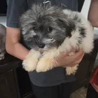 AKC Reagan - Ready Now!, a male Havanese for sale in Casa Grande, AZ – Photo 3 of 10