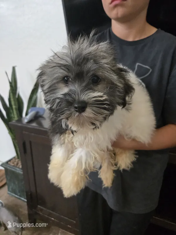 AKC Reagan - Ready Now!