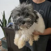 AKC Reagan - Ready Now!, a male Havanese for sale in Casa Grande, AZ – Photo 1 of 10