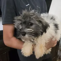 AKC Reagan - Ready Now!, a male Havanese for sale in Casa Grande, AZ – Photo 5 of 10