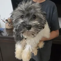 AKC Reagan - Ready Now!, a male Havanese for sale in Casa Grande, AZ – Photo 8 of 10