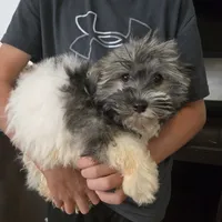 AKC Reagan - Ready Now!, a male Havanese for sale in Casa Grande, AZ – Photo 9 of 10