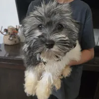 AKC Reagan - Ready Now!, a male Havanese for sale in Casa Grande, AZ – Photo 2 of 10