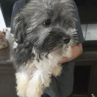 AKC Reagan - Ready Now!, a male Havanese for sale in Casa Grande, AZ – Photo 6 of 10