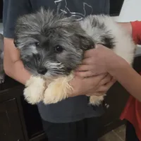 AKC Reagan - Ready Now!, a male Havanese for sale in Casa Grande, AZ – Photo 10 of 10