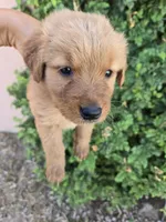 AKC Chloe's Boy, a male Golden Retriever for sale in Casa Grande, AZ – 5 of 6