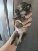 AKC Parents - Yorkie/Pomeranian Mix - TEXT 520-254-7407 , a female Pomeranian and Yorkshire Terrier for sale in Casa Grande, AZ – 3 of 9