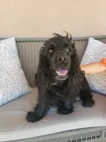 AKC Dora's Bicolor Boy, a male Cocker Spaniel for sale in Casa Grande, AZ – 9 of 9