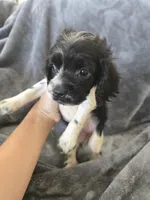 AKC Female - TEXT 520-254-7407 , a female Cocker Spaniel for sale in Casa Grande, AZ – 5 of 8