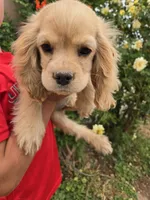 AKC Katelyn's Lighter Buff Girl, a female Cocker Spaniel for sale in Casa Grande, AZ – Photo 5 of 8