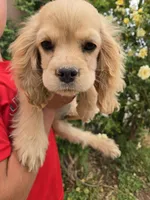 AKC Katelyn's Lighter Buff Girl, a female Cocker Spaniel for sale in Casa Grande, AZ – Photo 6 of 8