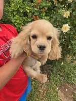 AKC Katelyn's Lighter Buff Girl, a female Cocker Spaniel for sale in Casa Grande, AZ – Photo 3 of 8