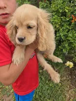 AKC Katelyn's Lighter Buff Girl, a female Cocker Spaniel for sale in Casa Grande, AZ – Photo 4 of 8