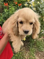 AKC Katelyn's Lighter Buff Girl, a female Cocker Spaniel for sale in Casa Grande, AZ – Photo 8 of 8