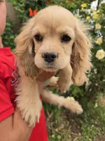 AKC Katelyn's Lighter Buff Girl, a female Cocker Spaniel for sale in Casa Grande, AZ – Photo 7 of 8
