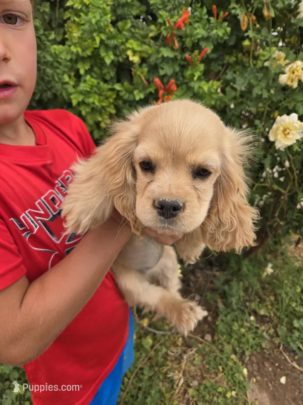 AKC Katelyn's Lighter Buff Girl – Cocker Spaniel puppy for sale in Casa Grande, AZ
