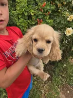 AKC Katelyn's Lighter Buff Girl, a female Cocker Spaniel for sale in Casa Grande, AZ – Photo 1 of 8