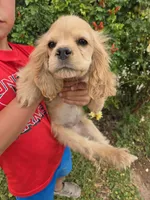 AKC Katelyn's Lighter Buff Girl, a female Cocker Spaniel for sale in Casa Grande, AZ – Photo 2 of 8