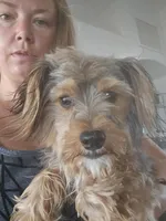 AKC Male $1000 TEXT 520-254-7407 , a male Yorkshire Terrier for sale in Casa Grande, AZ – 6 of 8