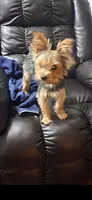 AKC Parents - Yorkie/Pomeranian Mix - TEXT 520-254-7407 , a male Pomeranian and Yorkshire Terrier for sale in Casa Grande, AZ – 9 of 10