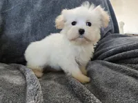 Purebred Stella's Girl Black Nose, a female Havanese for sale in Casa Grande, AZ – Photo 5 of 10