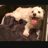 Purebred Stella's Girl Black Nose, a female Havanese for sale in Casa Grande, AZ – Photo 9 of 10