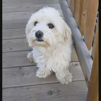 Purebred Stella's Girl Black Nose, a female Havanese for sale in Casa Grande, AZ – Photo 10 of 10