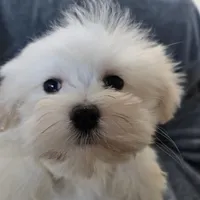 Purebred Stella's Girl Black Nose, a female Havanese for sale in Casa Grande, AZ – Photo 3 of 10