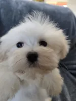 Purebred Stella's Girl Black Nose, a female Havanese for sale in Casa Grande, AZ – Photo 3 of 10