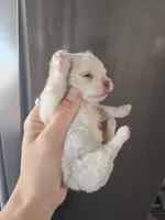 processed/0d69f46e-223c-441b-9748-1507550312ac/listing/3312326a-1ddd-42c4-a874-214660f21199/662488c4-c5d9-42b7-a64d-a0eb764e1cef