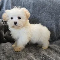 Purebred Stella's Girl Black Nose, a female Havanese for sale in Casa Grande, AZ – Photo 8 of 10