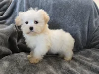 Purebred Stella's Girl Black Nose, a female Havanese for sale in Casa Grande, AZ – Photo 8 of 10