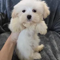 Purebred Stella's Girl Black Nose, a female Havanese for sale in Casa Grande, AZ – Photo 1 of 10