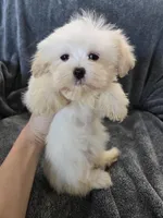 Purebred Stella's Girl Black Nose, a female Havanese for sale in Casa Grande, AZ – Photo 1 of 10