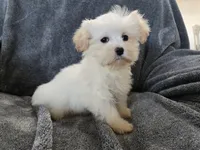 Purebred Stella's Girl Black Nose, a female Havanese for sale in Casa Grande, AZ – Photo 4 of 10