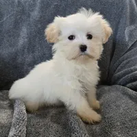 Purebred Stella's Girl Black Nose, a female Havanese for sale in Casa Grande, AZ – Photo 6 of 10
