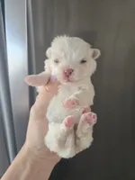 processed/0d69f46e-223c-441b-9748-1507550312ac/listing/3312326a-1ddd-42c4-a874-214660f21199/df90ff98-10db-4b03-ade0-66ac42a4638b