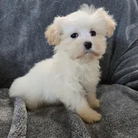 Purebred Stella's Girl Black Nose, a female Havanese for sale in Casa Grande, AZ – Photo 7 of 10
