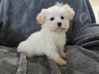 Purebred Stella's Girl Black Nose, a female Havanese for sale in Casa Grande, AZ – Photo 7 of 10