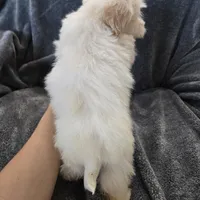 Purebred Stella's Girl Black Nose, a female Havanese for sale in Casa Grande, AZ – Photo 2 of 10