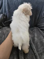 Purebred Stella's Girl Black Nose, a female Havanese for sale in Casa Grande, AZ – Photo 2 of 10